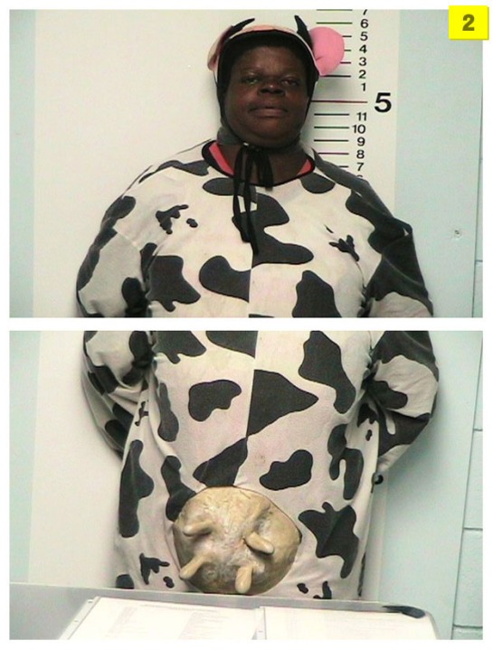 cow1